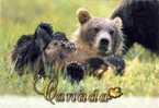 Grizzly Bear Ours  Canada - Osos