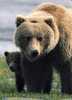 Grizzly Bear Ours  Canada - Beren