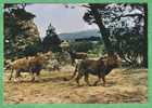 LES LIONS DU ZOO RESERVE DE SIGEAN - Carte Des Années 70 - Vierge - Lions