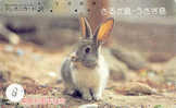 LAPIN Rabbit KONIJN Kaninchen Conejo (8) - Kaninchen
