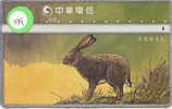 LAPIN Rabbit KONIJN Kaninchen Conejo (199) Taiwan - Lapins