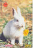 LAPIN Rabbit KONIJN Kaninchen Conejo (260) - Konijnen