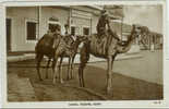 H 955 /CPA   YEMEN  -   ADEN - CAMEL RIDERS - Yémen