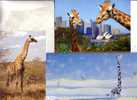 3 Giraffe  Postcard  - 3 Carte De Giraffe - Giraffen