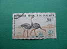 CAMEROUN. AUTRUCHES. - Ostriches