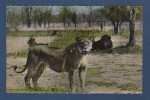 CP FAUNE AFRICAINE - LIONS ET LIONNES DANS LA BROUSSE - ROBEL DAKAR - HOA-QUI - Leones