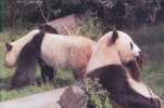 OURS PANDA - Orsi