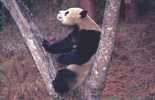 OURS PANDA - Beren