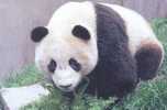 OURS PANDA - Ours