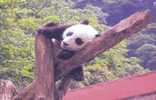 OURS PANDA - Ours