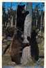 Vintage Antique Black Bear Ours Noir Cub Ourson  British Columbia  Canada - Beren