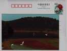 Egret Bird,wetland,China 1999 Huayanxi Stream Scenery Advertising Pre-stamped Card - Cicogne & Ciconiformi