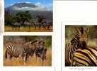 3 Carte Sur Les Zèbre / Zebra Postcards - Cebras