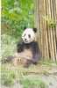 OURS PANDA - Beren