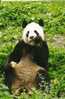 OURS PANDA - Ours