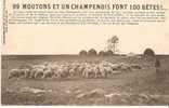 99 MOUTONS ET UN CHAMPENOIS FONT 100 BÊTES - Champagne - Ardenne