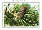 CPSM.   LA CIGALE PROVENCALE. DATEE 1995. - Insectes