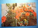 R.2604 HOLANDA NEDERLAND ZUID HOLLAND LISSE KEUKENHOF ANNEES 70/80 MAS EN MI TIENDA - Lisse