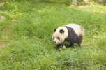 OURS PANDA - Ours