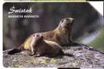 MARMOT - Marmota Marmota ( Poland ) *  Marmotte - Murmeltier - Marmota - Marmots - Marmottes * - Poland