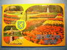 R.2620 HOLANDA NEDERLAND ZUID HOLLAND LISSE KEUKENHOF IN BLOEMENTOOI ANNEES 60/70 MAS EN MI TIENDA - Lisse