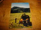 Auvergne  Fenaison Puy Gros ....Attelage De Boeuf - Wagengespanne