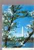 Washington Monument, Washington D.C. - Washington DC