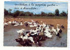 13750 En Vacances . 966 Chapeau Rosy . Invitation Surprise Partie . Canard Canards Elevage Humour - Allevamenti