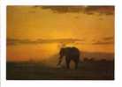 Kenya: East African Wild Life, Elephant Against Sunrise (09-502) - Kenya