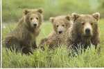 OURS BRUN / BROWN BEAR / BÄR - Bears