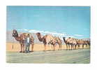 IRAN - A CAMEL-LINE - Viaggiata, Da ....... A Bollate Il 5/11/1961 - In Buone Condizioni - DC2463. - Iran