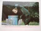 Black Bear Raiding A Garbage Can - Great Smoky Mountains National Park      - VF  D46794 - Bears