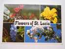 Antilles  -Flowers Of St.Lucia   - CPM  -  VF  D46852 - Other & Unclassified