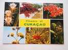 Antilles  - Curacao - Netherland Antilles -Flowers   CPM  -  VF  D46859 - Curaçao