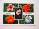 Antilles -West Indies - Hibiscus    CPM  -  VF  D46905 - Andere & Zonder Classificatie