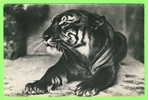 TIGRE - ZOO ANVERS - FELIS TIGRIS L. - - Tiger