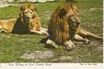 USA. Belle Cpsm.Floride.Lion Du Country Safari. - Leones