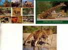 3 Carte Sur Les Giraffe - 3 Giraffe Postcard - Giraffes