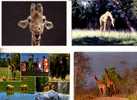 4 Carte Sur Les Giraffe - 4 Giraffe Postcard - Giraffes