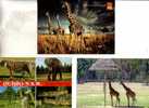 4 Carte Sur Les Giraffe - 4 Giraffe Postcard - Giraffes