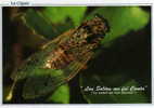 LA      CIGALE  En Gros Plant    Le Soleil Me Fait Chanter Tout L'été - Insects