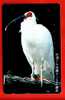 Japan Japon  Telefonkarte Télécarte Phonecard Telefoonkaart - Bird Vogel Oiseau - Passereaux