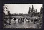 27 PACY SUR EURE Bords De L'Eure, Vaches, Ed CIM 8, CPSM 9x14, 1962 - Pacy-sur-Eure