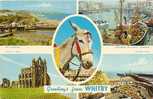 GREETINGS FROM WHITBY. - Whitby