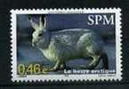 ANIMAL / LE LIEVRE ARCTIQUE  /  SAINT PIERRE ET MIQUELON - Wild