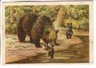 GOOD RUSSIA POSTCARD 1954 - Brown Bear´s - Beren