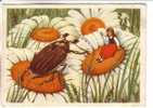 GOOD RUSSIA POSTCARD 1956 - Beetle & Girl - Insecten