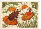 GOOD RUSSIA POSTCARD 1956 - Beetle & Girl - Insekten