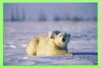 OURS BLANC DANS LA NEIGE AVEC SON BÉBÉ - WHITE BEARS - - Ours