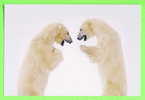 OURS BLANC QUI TAQUINE SON COPAIN - WHITE BEARS - - Ours